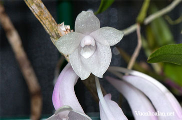 Dendrobium aphanochilum