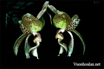 Lan Stanhopea