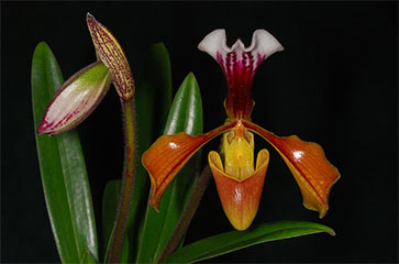 Nhân giống và nuôi trồng lan hài Paphiopedilum