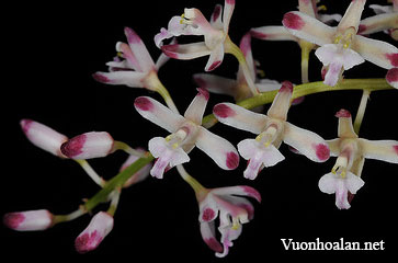 Lan tổ yến - Acriopsis liliifolia