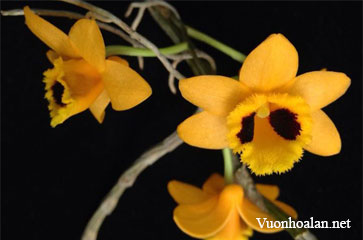 Dendrobium gibsonii