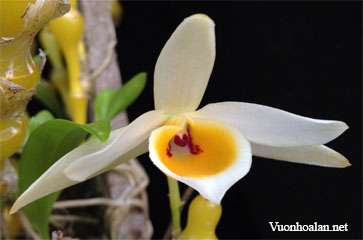 Dendrobium aphrodite