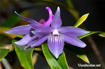 Dendrobium ceraula