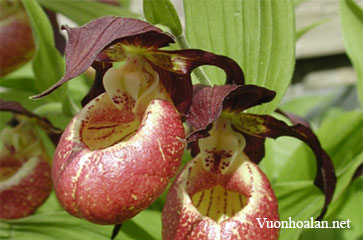 Lan hài Cypripedium microsaccus