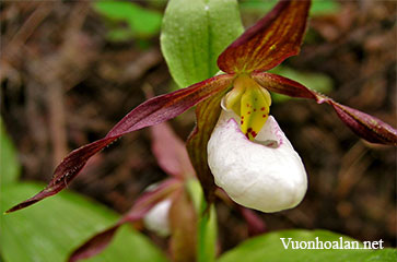 Lan hài Cypripedium montanum