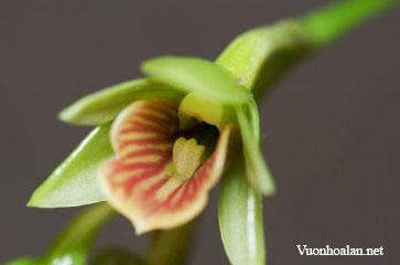 Dendrobium armeniacum