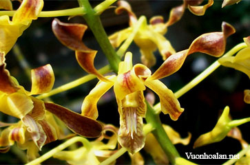 Dendrobium aries