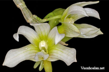 Dendrobium chameleon