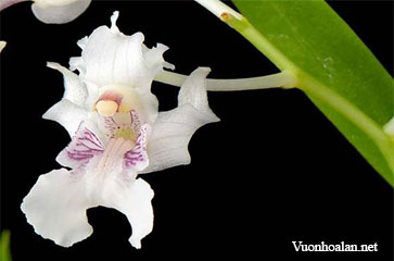 Dendrobium chalmersii
