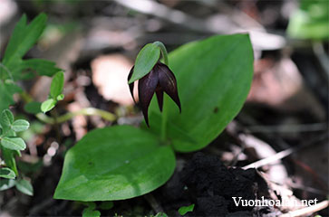 Lan hài Cypripedium palangshanense