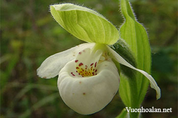 Lan hài Cypripedium passerinum