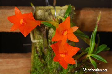 Dendrobium brevicaule