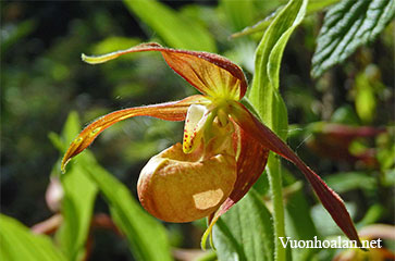 Lan hài Cypripedium shanxiense