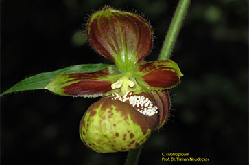 Lan hài Cypripedium subtropicum