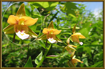 Lan hài Cypripedium thunbergii