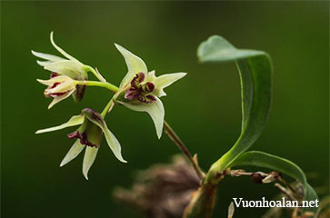 Dendrobium monticola