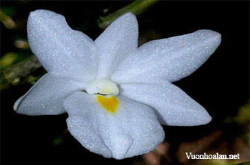 Dendrobium atjehense