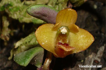 Dendrobium bulbophylloides