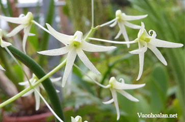 Dendrobium chordiforme