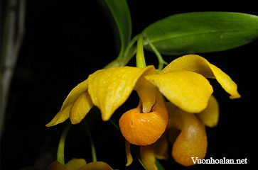 Dendrobium chrysocrepis