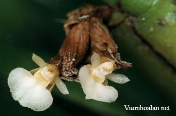 Lan Càng cua, Xích hủ - Agrostophyllum