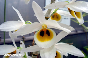 Dendrobium bensoniae - Hoàng thảo Benson