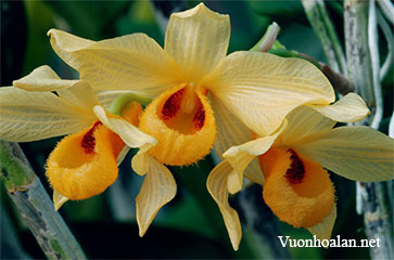 Hoàng thảo Thái Bình - Dendrobium moschatum