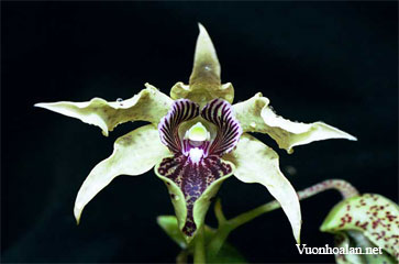 Dendrobium atroviolaceum - Hoàng Thảo tím sẫm