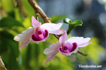 Lan Dã Hạc - Phi Điệp Dendrobium anosmum