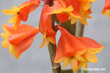 Dendrobium chrysopterum