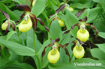 Lan hài Slipper Orchid – Giống Cypripedium