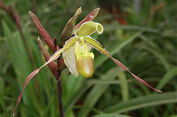 Cấu trúc của hoa lan hài Slipper Orchids