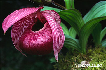 Lan hài Cypripedium tibeticum