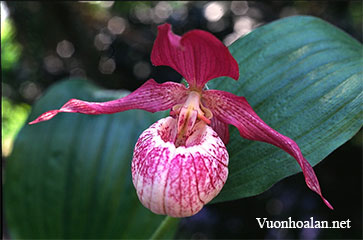 Lan hài Cypripedium ventricosum