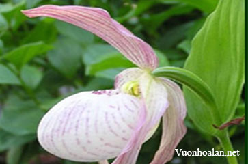 Lan hài Cypripedium wilsoni