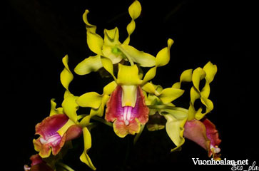 Dendrobium busuangense