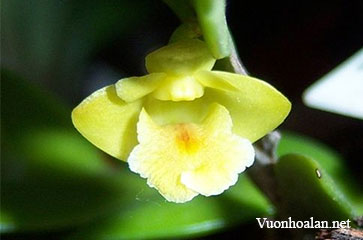 Móng rùa - Dendrobium anceps