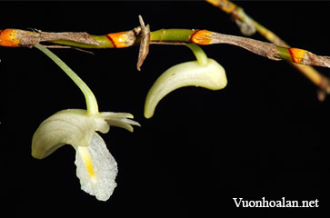 Dendrobium acerosum