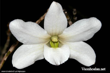 Dendrobium auriculatum - Eared Dendrobium