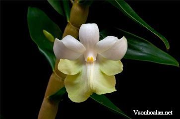 Dendrobium austrocaledonicum