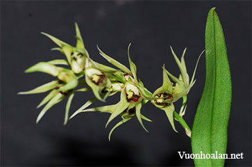 Dendrobium strongylanthum