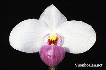 Nhân giống lan Hài Đỏ - Paphiopedilum delenatii