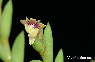 Hoàng thảo Đắc min - Dendrobium indivisum