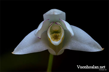 Dendrobium thinhii