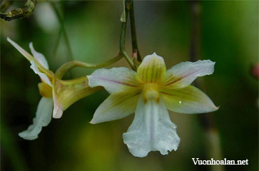 Dendrobium calcariferum