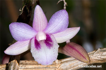 Dendrobium calicopis