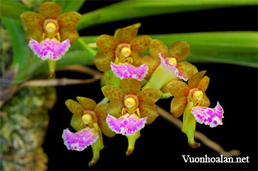 Aerides flabellata - Giáng hương môi quạt