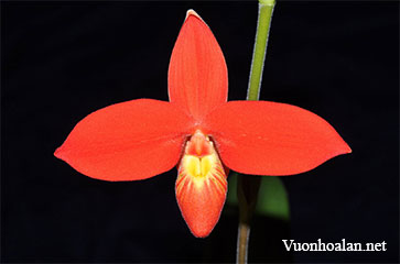 Lan hài Slipper Orchid – Giống Phragmipedium