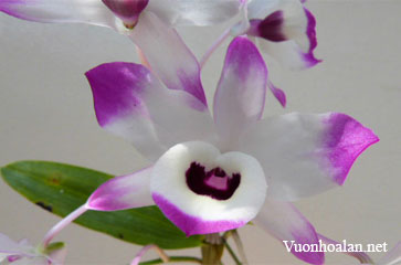 Hoàng thảo cột vàng - Dendrobium chlorostylum