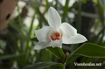 Dendrobium trankimianum - Hoàng Thảo Trần Kim Khánh